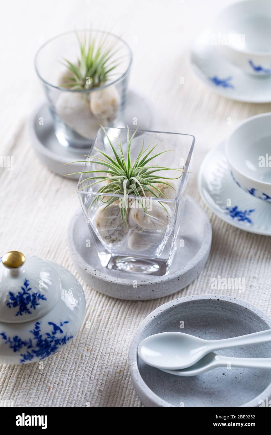 Place setting  - Home table decoration with Tillandsia air plants Stock Photo