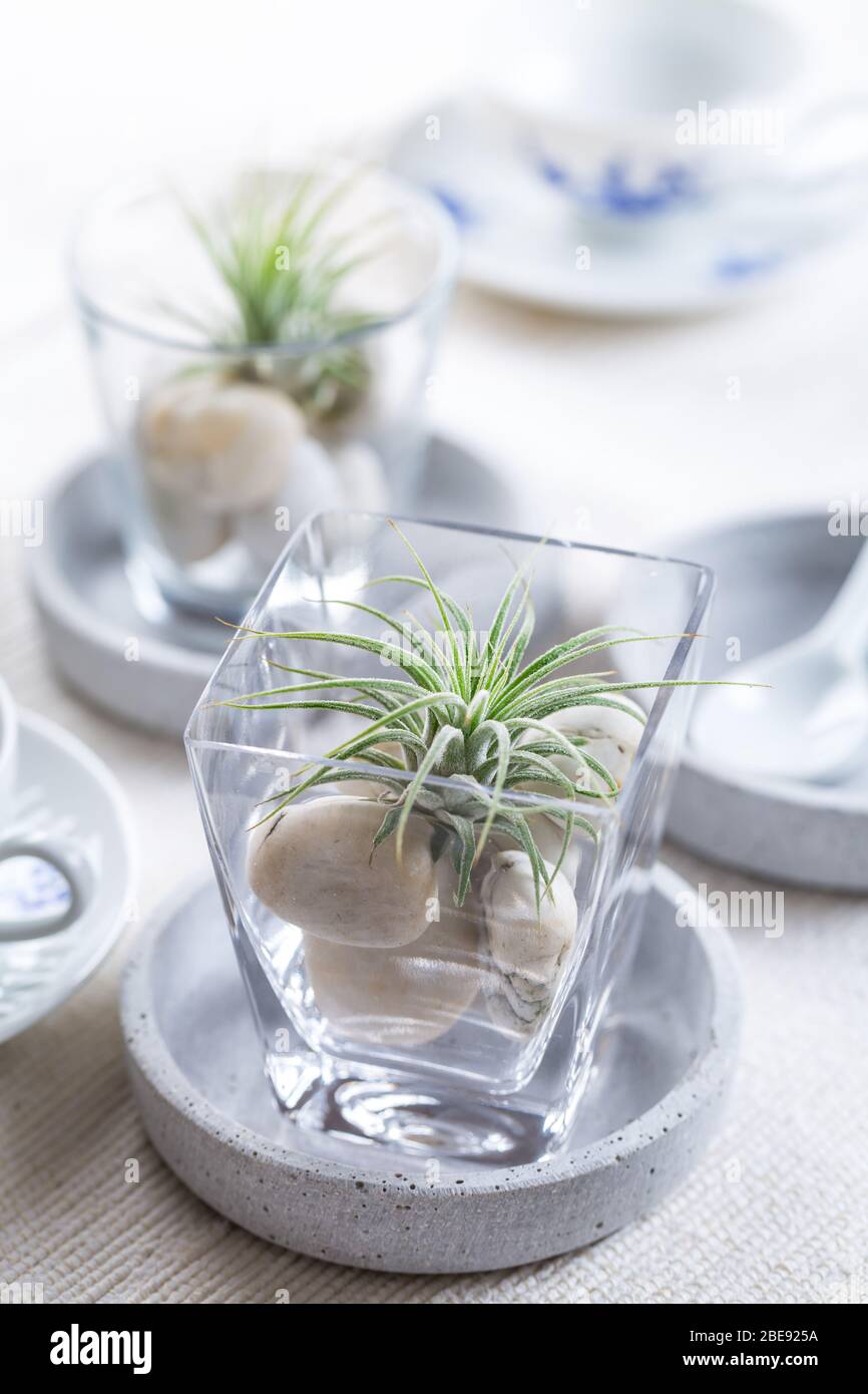 Place setting  - Home table decoration with Tillandsia air plants Stock Photo