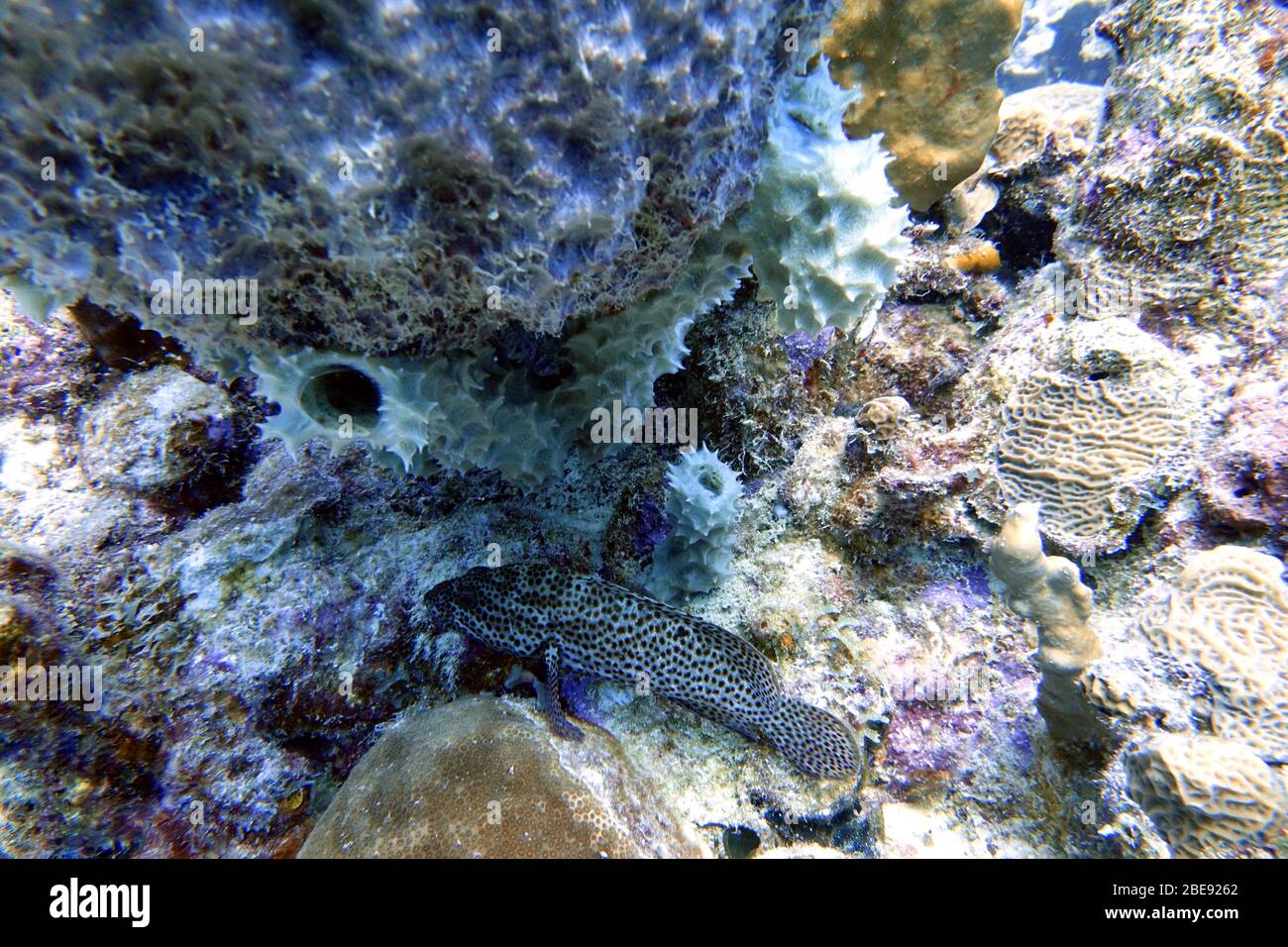 An underwater photo of a black grouper (Mycteroperca bonaci) which is