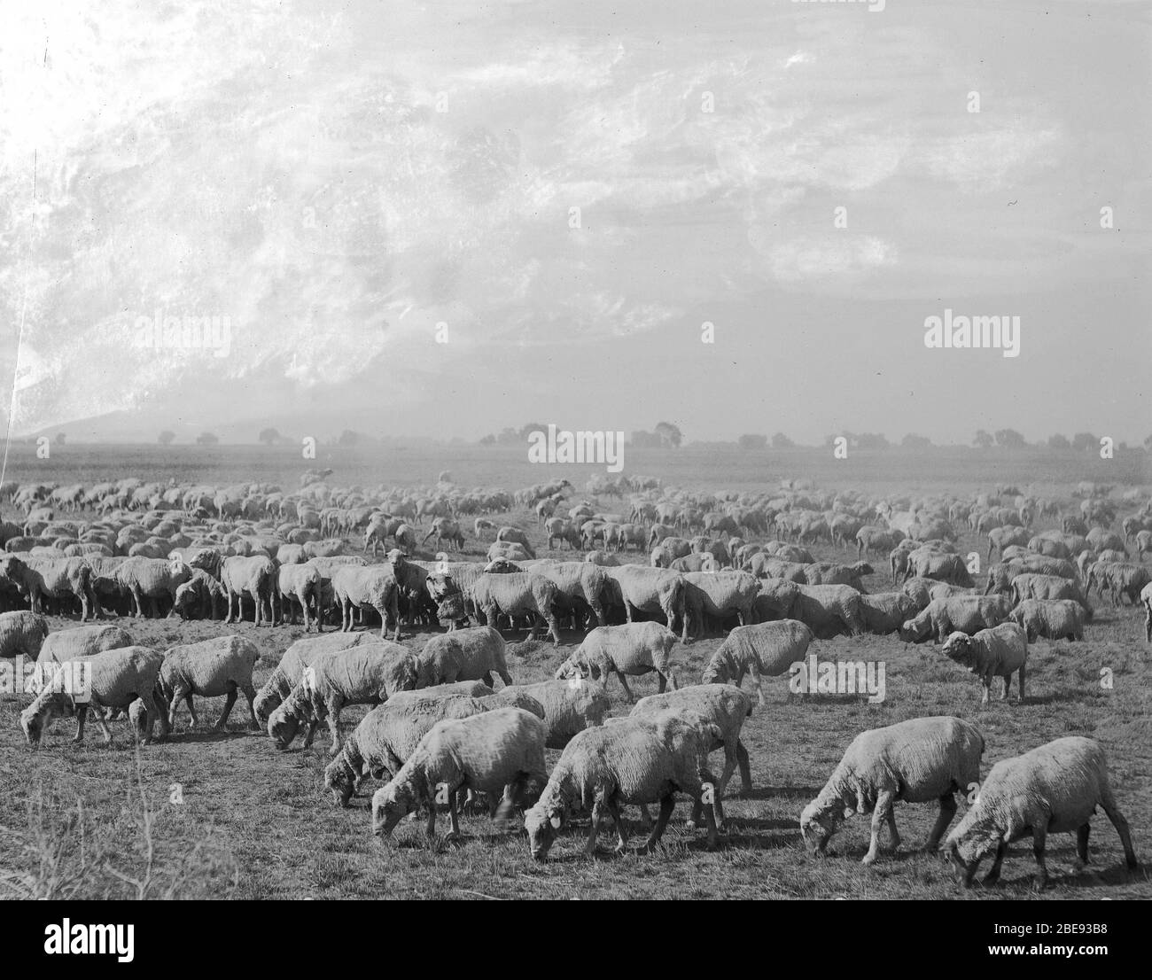'English:  A flock of sheep grazing, ca.1900 Photograph of a flock of sheep grazing, ca.1900. Over a hundred sheep graze the plain fields. Trees are visible in the distance. Call number: CHS-5329 Filename: CHS-5329 Coverage date: circa 1900 Part of collection: California Historical Society Collection, 1860-1960 Type: images Part of subcollection: Title Insurance and Trust, and C.C. Pierce Photography Collection, 1860-1960 Repository name: USC Libraries Special Collections Format: glass plate negatives Archival file: chs Volume69/CHS-5329.tiff Repository address: Doheny Memorial Library, Los An Stock Photo