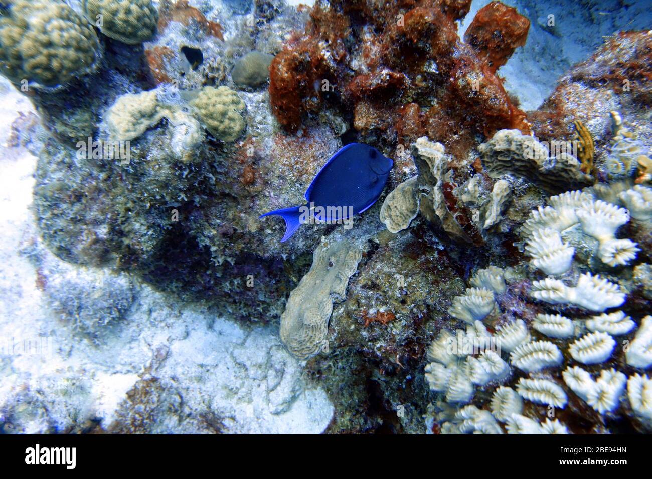 An underwater photo of a Blue Tang. Stock Photo