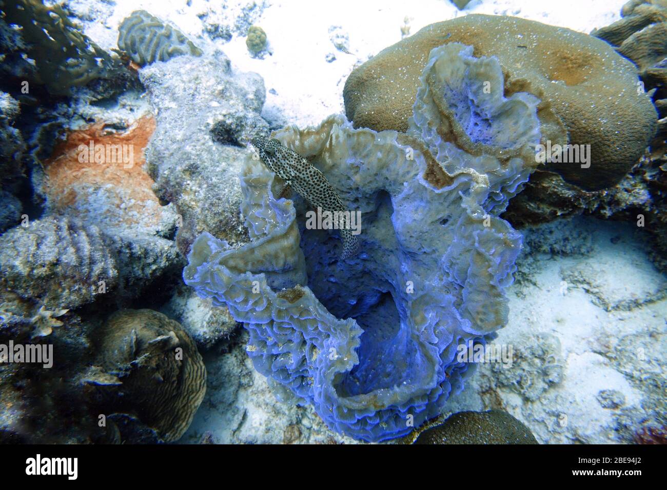 An underwater photo of a black grouper (Mycteroperca bonaci) which is