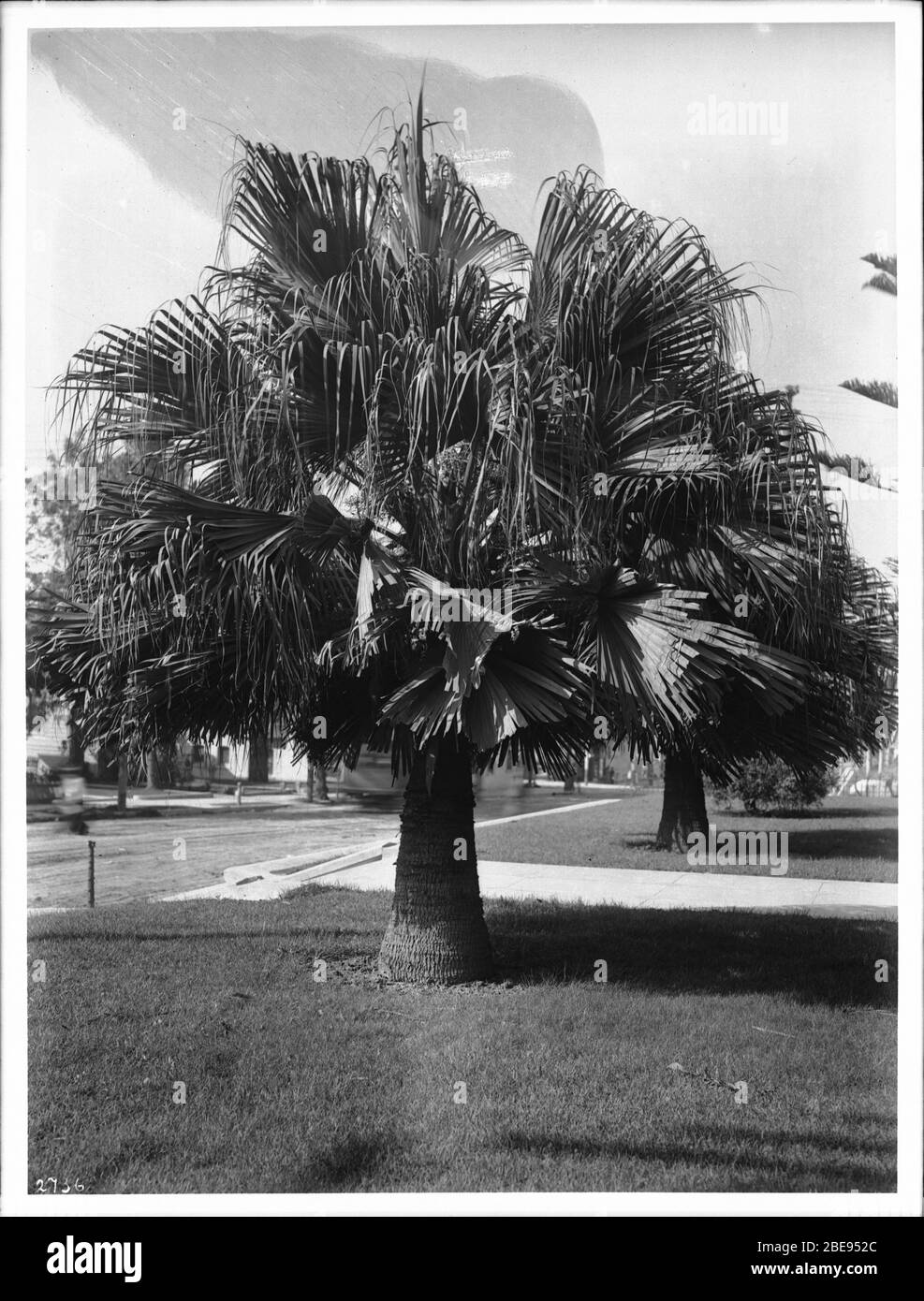 English A Palm Tree At The Corner Of Figueroa Street And Orange Street Ca 1920 Photograph