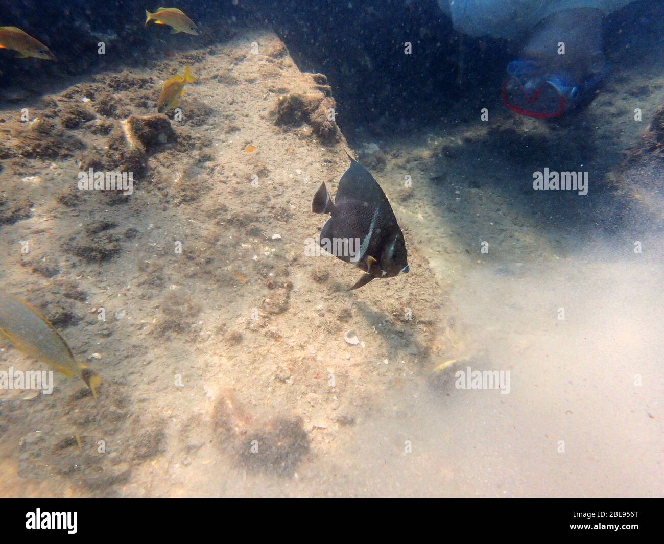 An underwater photo of a  grey angelfish swimming among the rocks and coral. Stock Photo