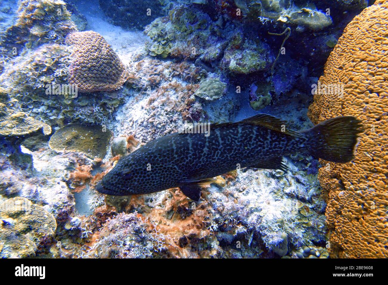 An underwater photo of a black grouper (Mycteroperca bonaci) which is one of the best known of the large group of perciform fish called groupers. Othe Stock Photo