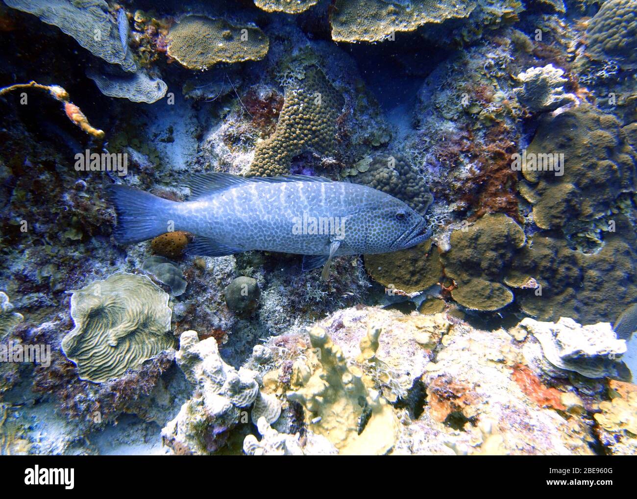 An underwater photo of a black grouper (Mycteroperca bonaci) which is