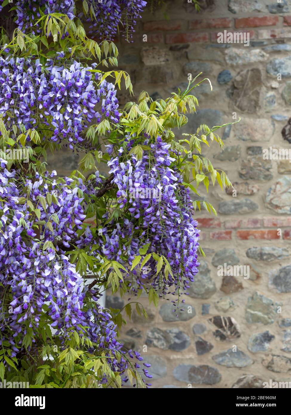 Violet wisteria flowers with stone wall in the background. Stock Photo