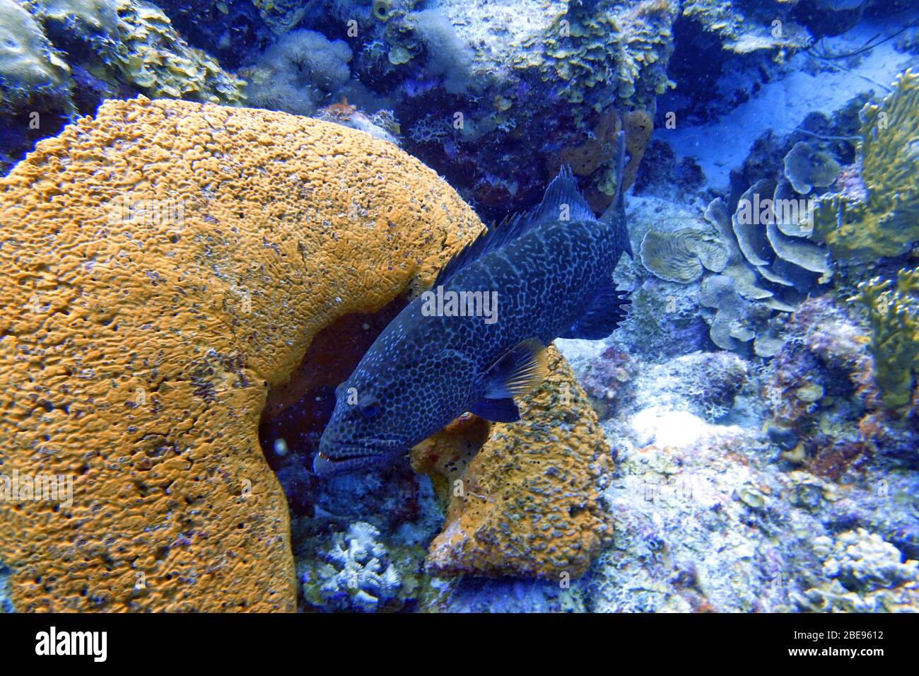 An underwater photo of a black grouper (Mycteroperca bonaci) which is one of the best known of the large group of perciform fish called groupers. Othe Stock Photo
