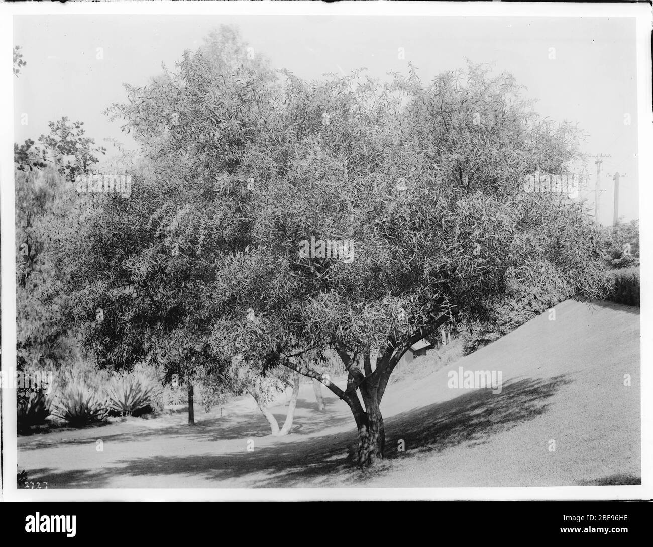 English Acacia Tree Acacia Cyanophylla On A Grassy Slope Ca 19 Photograph Of An Acacia Tree Blue Leafed Wattle Or Acacia Cyanophylla Growing On A Gentle Grassy Slope With A Few Other Trees And