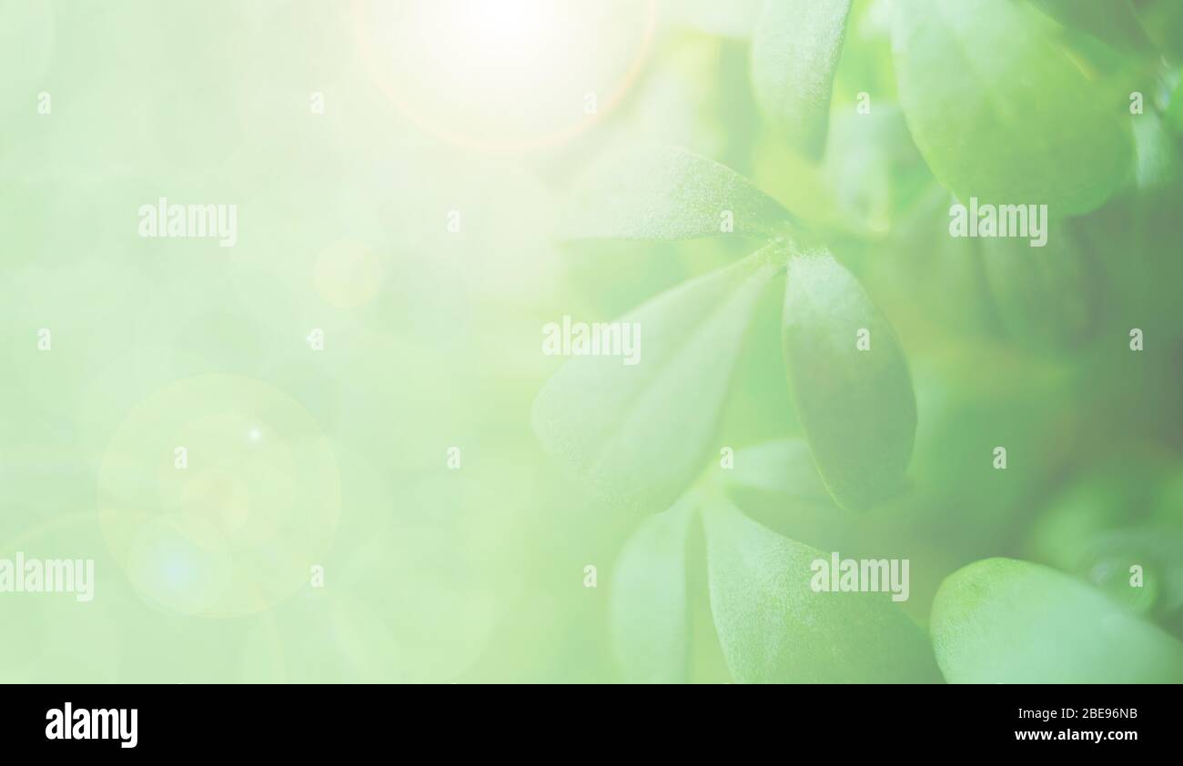 Blurred microgreen leafs. Copy space. Sun lights from window making sunflare. Nature greenery background. Stock Photo