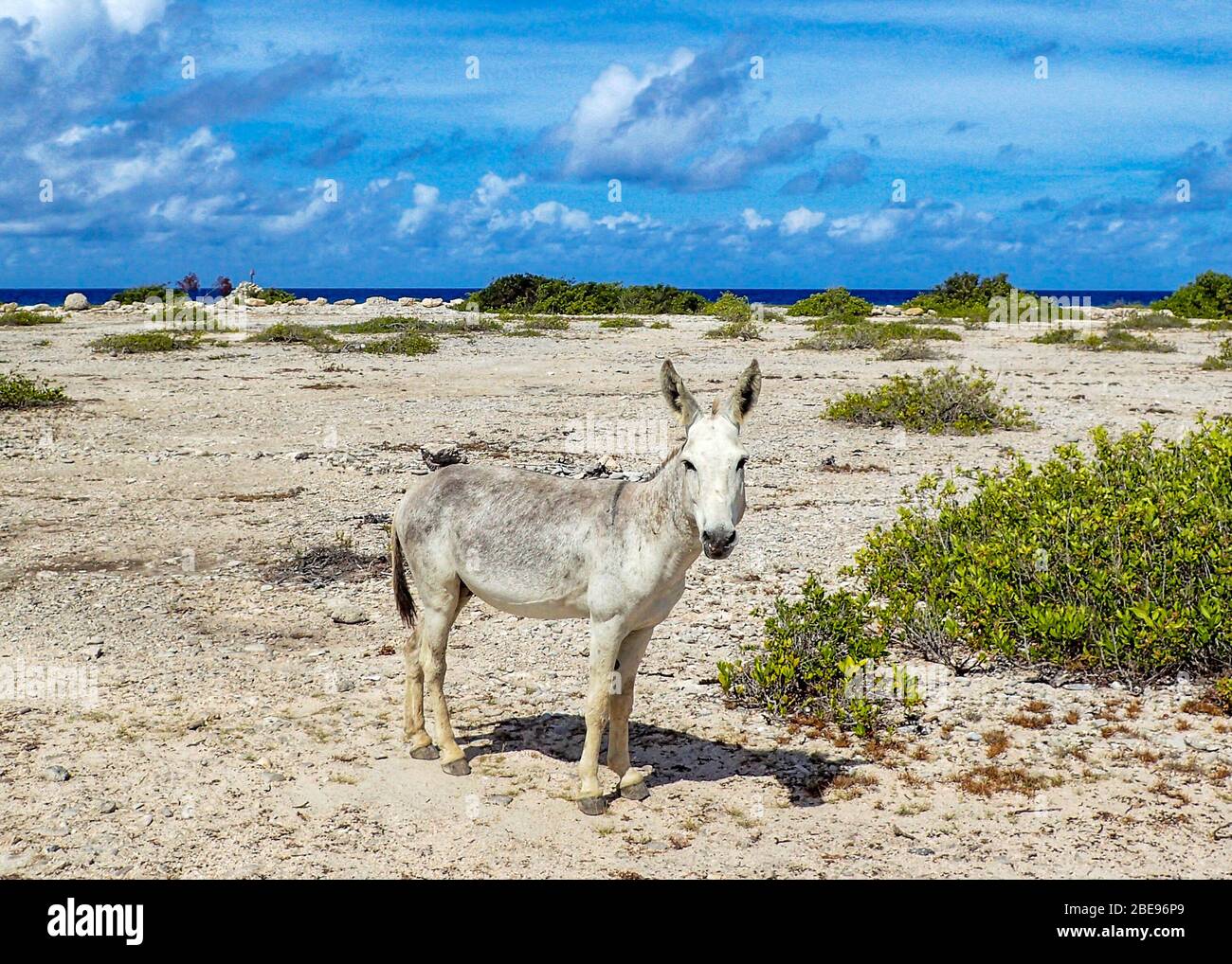 A feral donkey living near a beach in Bonaire. Stock Photo