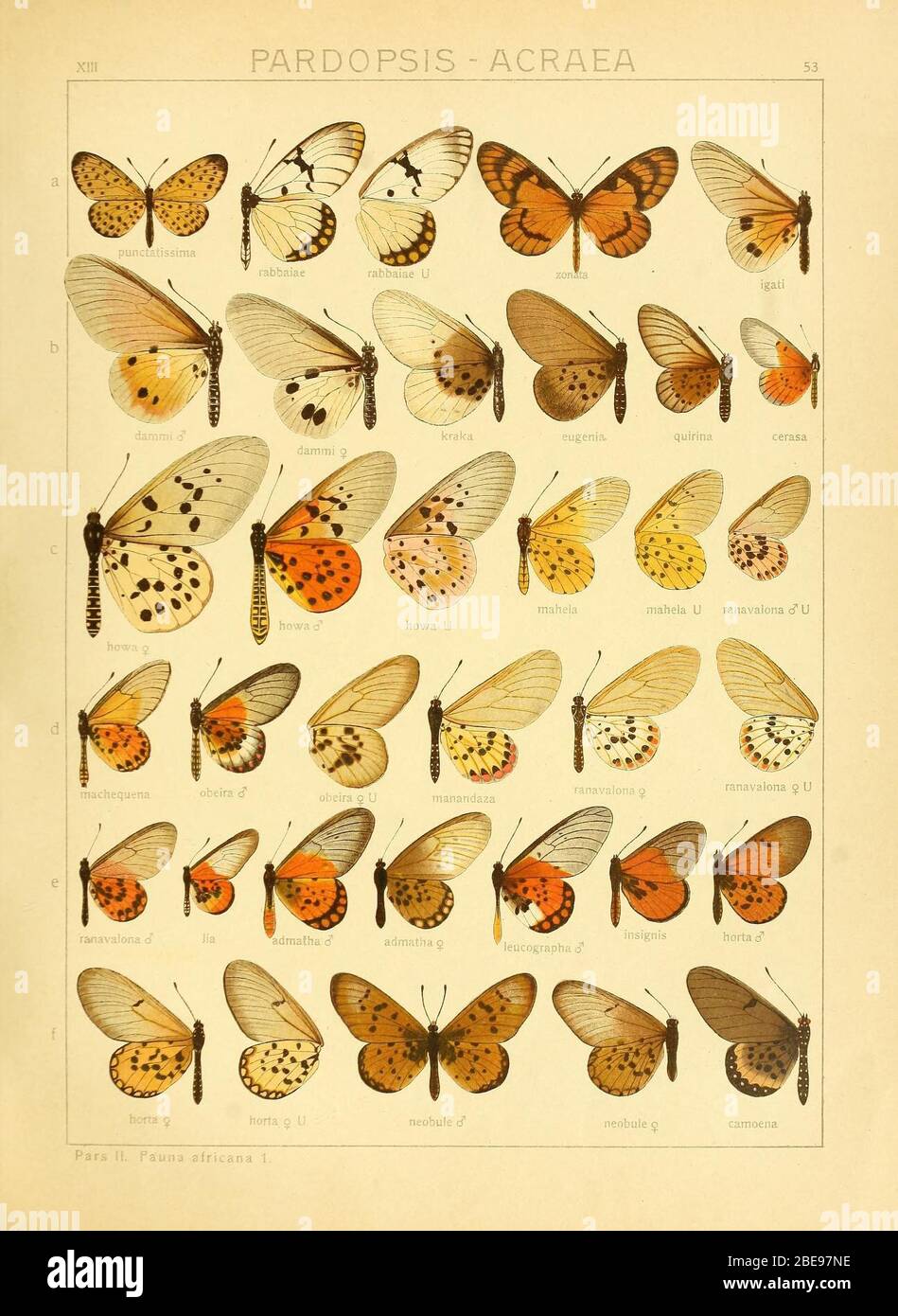 "English: Adalbert Seitz Die Gross-Schmetterlinge der Erde 13: Die Afrikanischen Tagfalter. Plate XIII 53 a Pardopsis punctatissima (Boisduval, 1833) Acraea rabbaiae Ward, 1873 Acraea zonata Hewitson, 1877 Acraea igati Boisduval, 1833 b Acraea dammii van Vollenhoven, 1869 Acraea kraka Aurivillius, 1893 Acraea eugenia Karsch, 1893 Acraea quirina(Fabricius, 1781) Acraea cerasa Hewitson, 1861 c Acraea hova Boisduval, 1833 Acraea mahela Boisduval, 1833 Acraea ranavalona Boisduval, 1833 d Acraea machequena Grose-Smith, 1887 Acraea obeira Hewitson, 1863 Acraea manandaza Ward, 1872 synonym for Ac Stock Photo