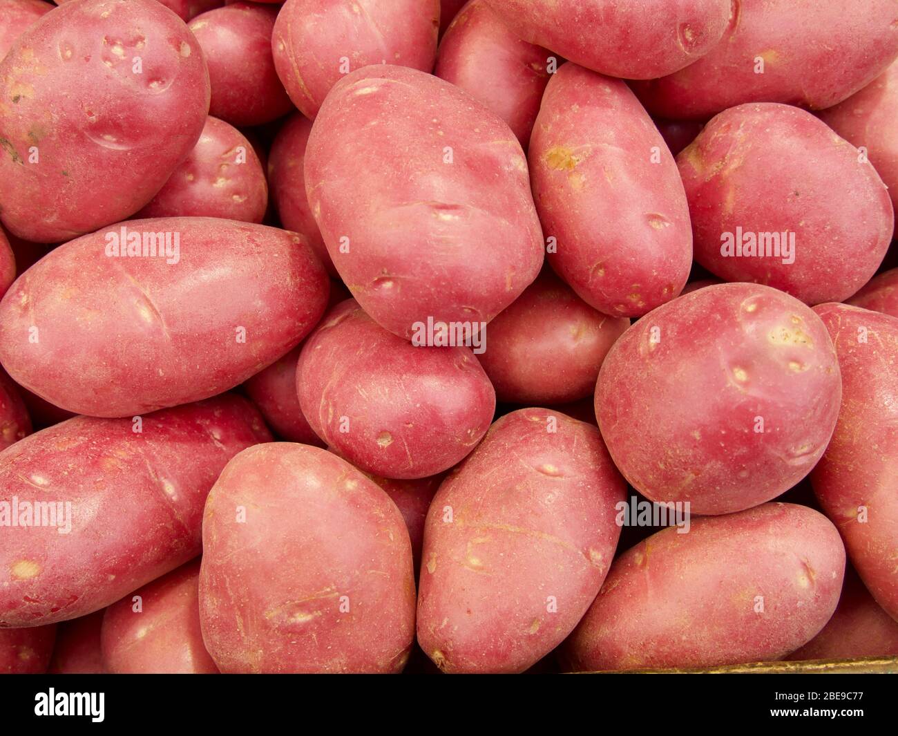 harvested potato tubers different varieties Stock Photo
