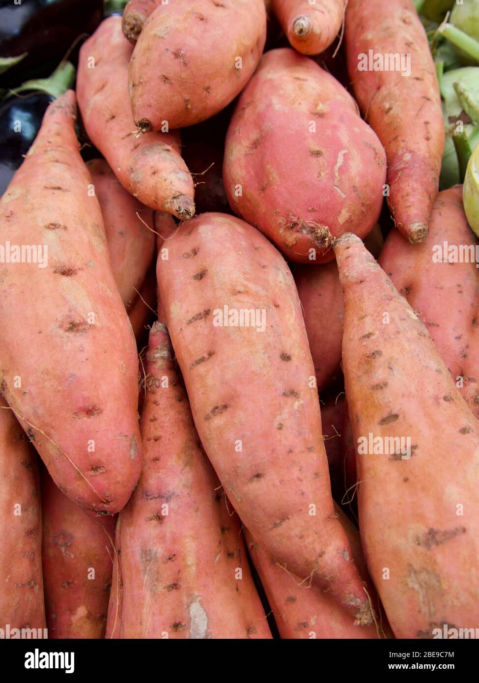 harvested potato tubers different varieties Stock Photo