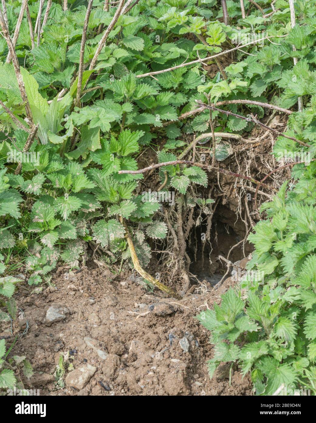 Rabbit hole in Cornish hedge bank. Metaphor Down the Rabbit Hole, conspiracy theories, animal burrows, entering the unknown, rabbit run, safe haven. Stock Photo