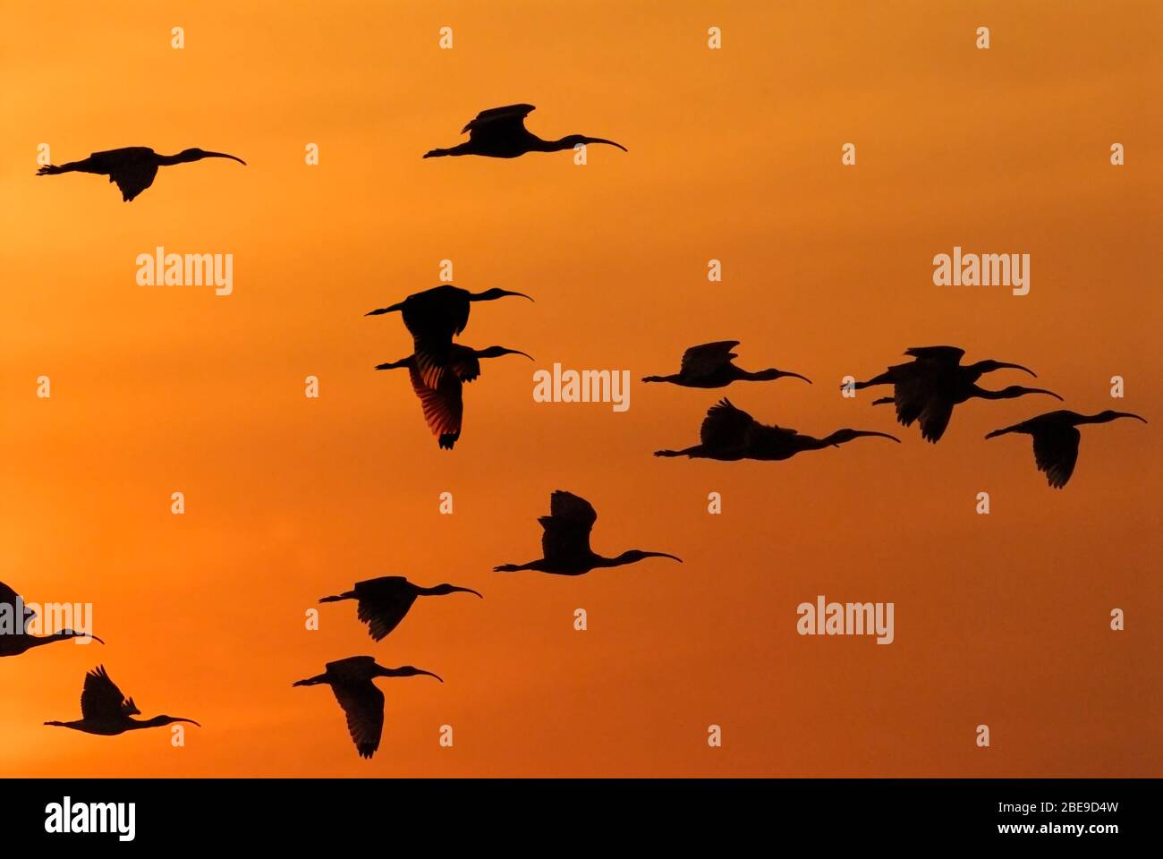 Colony of Scarlet Ibis flying in the sunset, Eudocimus ruber, LOS LLANOS, Venezuela, South America, America Stock Photo