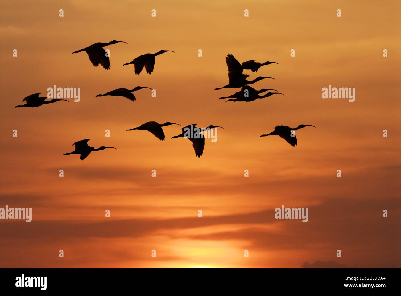 Colony of Scarlet Ibis flying in the sunset, Eudocimus ruber, LOS LLANOS, Venezuela, South America, America Stock Photo