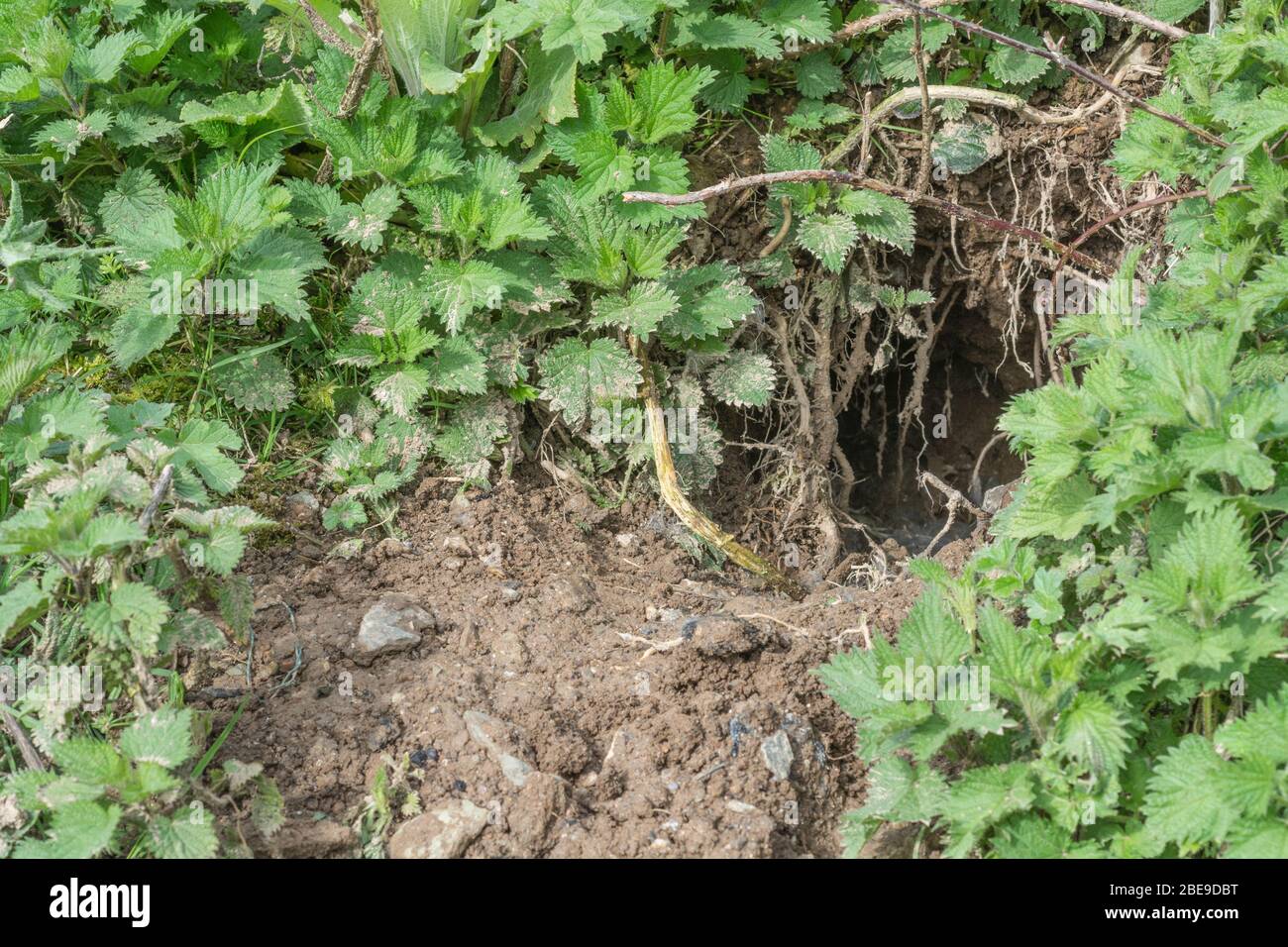 Rabbit hole in Cornish hedgerow bank. Metaphor Down the Rabbit Hole, conspiracy theories, animal burrows, entering the unknown, rabbit run, safe haven Stock Photo