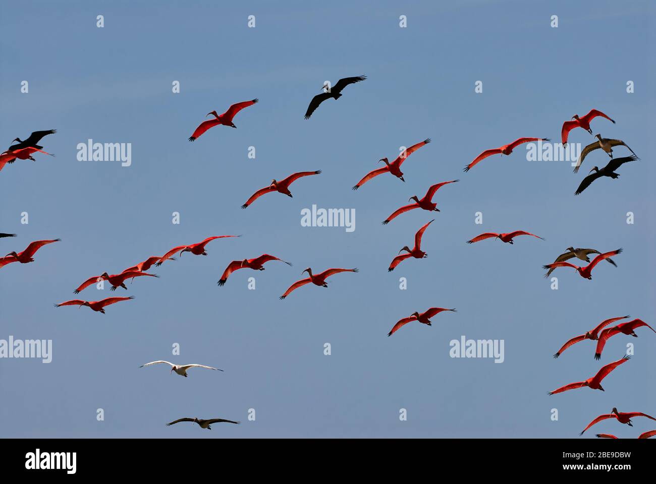 Colony of flying Scarlet Ibis, Eudocimus ruber, LOS LLANOS, Venezuela, South America, America Stock Photo