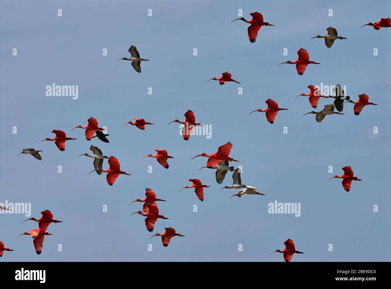 Colony of flying Scarlet Ibis, Eudocimus ruber, LOS LLANOS, Venezuela, South America, America Stock Photo