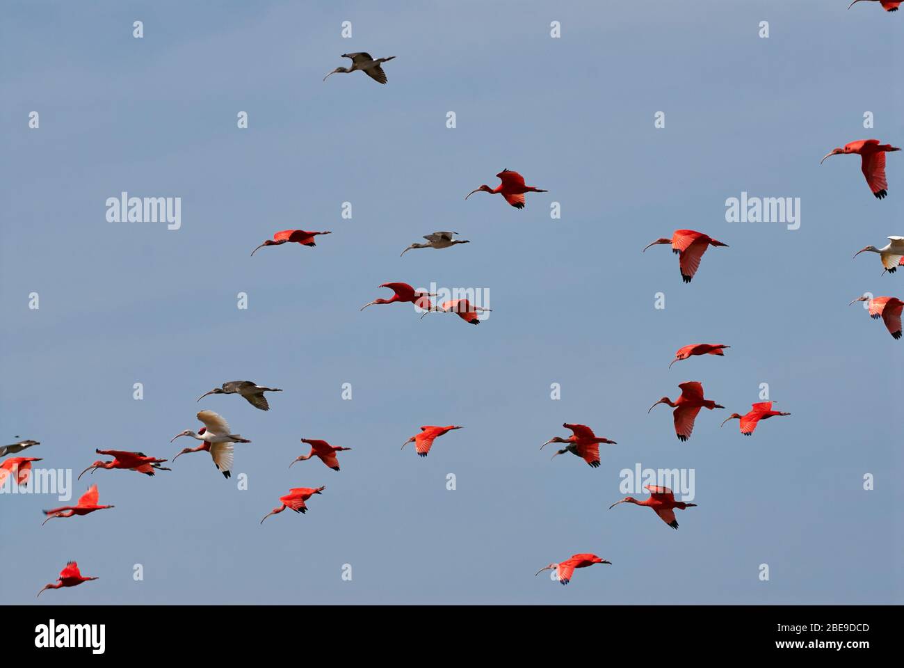 Colony of flying Scarlet Ibis, Eudocimus ruber, LOS LLANOS, Venezuela, South America, America Stock Photo