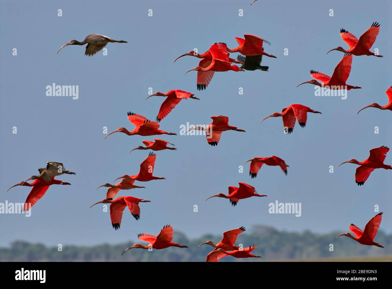 Colony of flying Scarlet Ibis, Eudocimus ruber, LOS LLANOS, Venezuela, South America, America Stock Photo