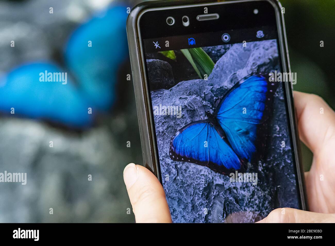 Photographing butterfly hi-res stock photography and images - Alamy
