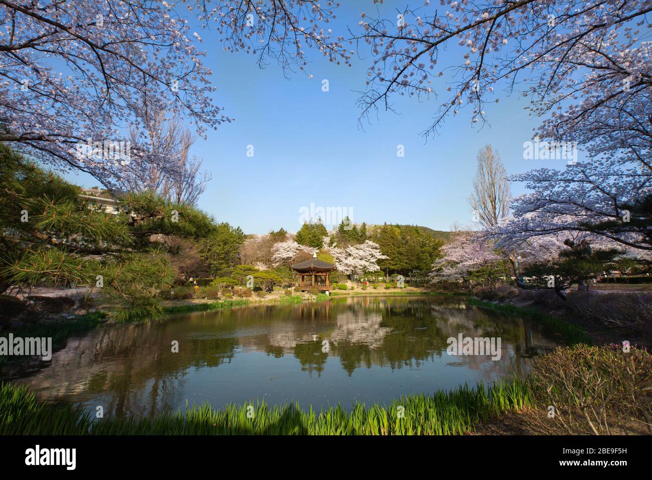 beautiful scenery of cherry blossoms at Bomunjeong Pavilion in Gyeongju, Korea :  30 March 2020 Stock Photo