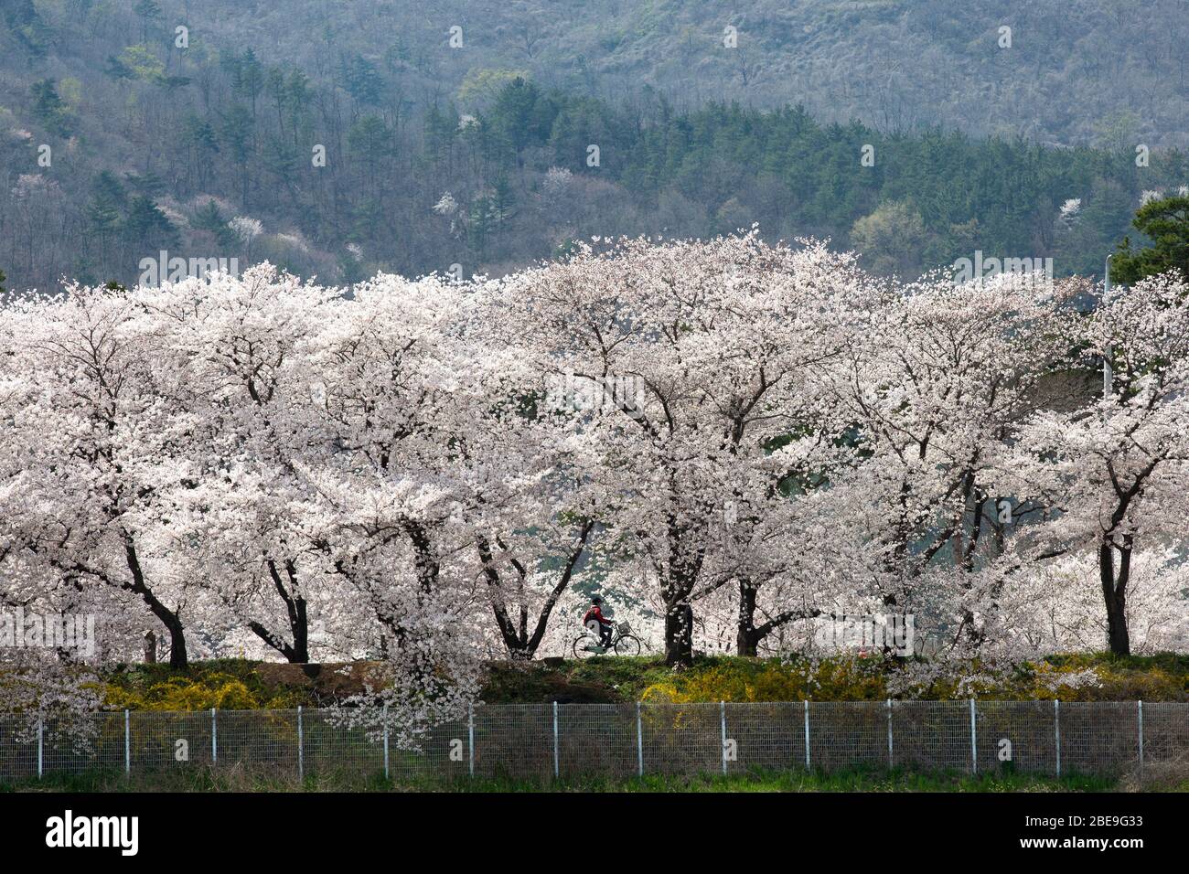 beautiful scenery of cherry blossoms in the road(Heungmu-ro) in Gyeongju, Korea : 30 March 2020 Stock Photo