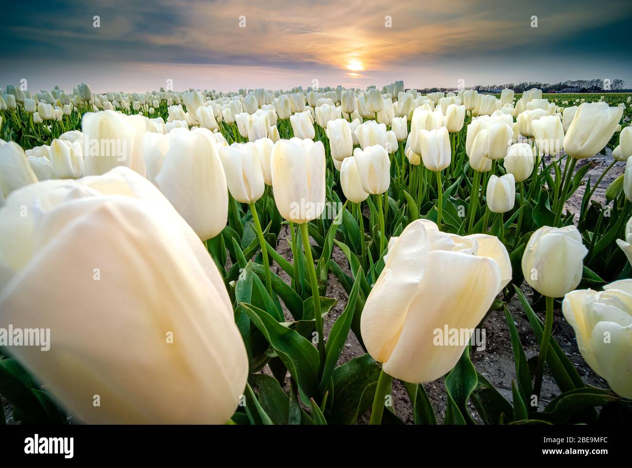 Sunrise over the Dutch flower fields during spring in Holland Stock ...
