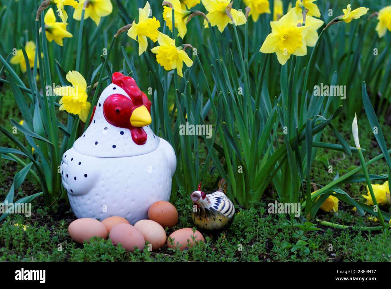 Ceramic hens and real eggs with a background of daffodils indicating Easter Stock Photo