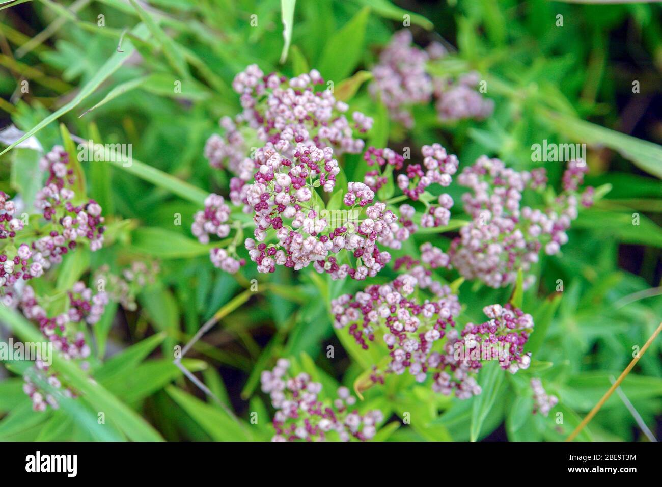 Meadow flower yarrow on natural background. Selective focus Stock Photo