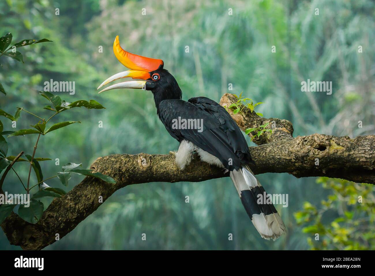 Rhinoceros Hornbill (Buceros rhinoceros), peninsular Malaysia. Stock Photo