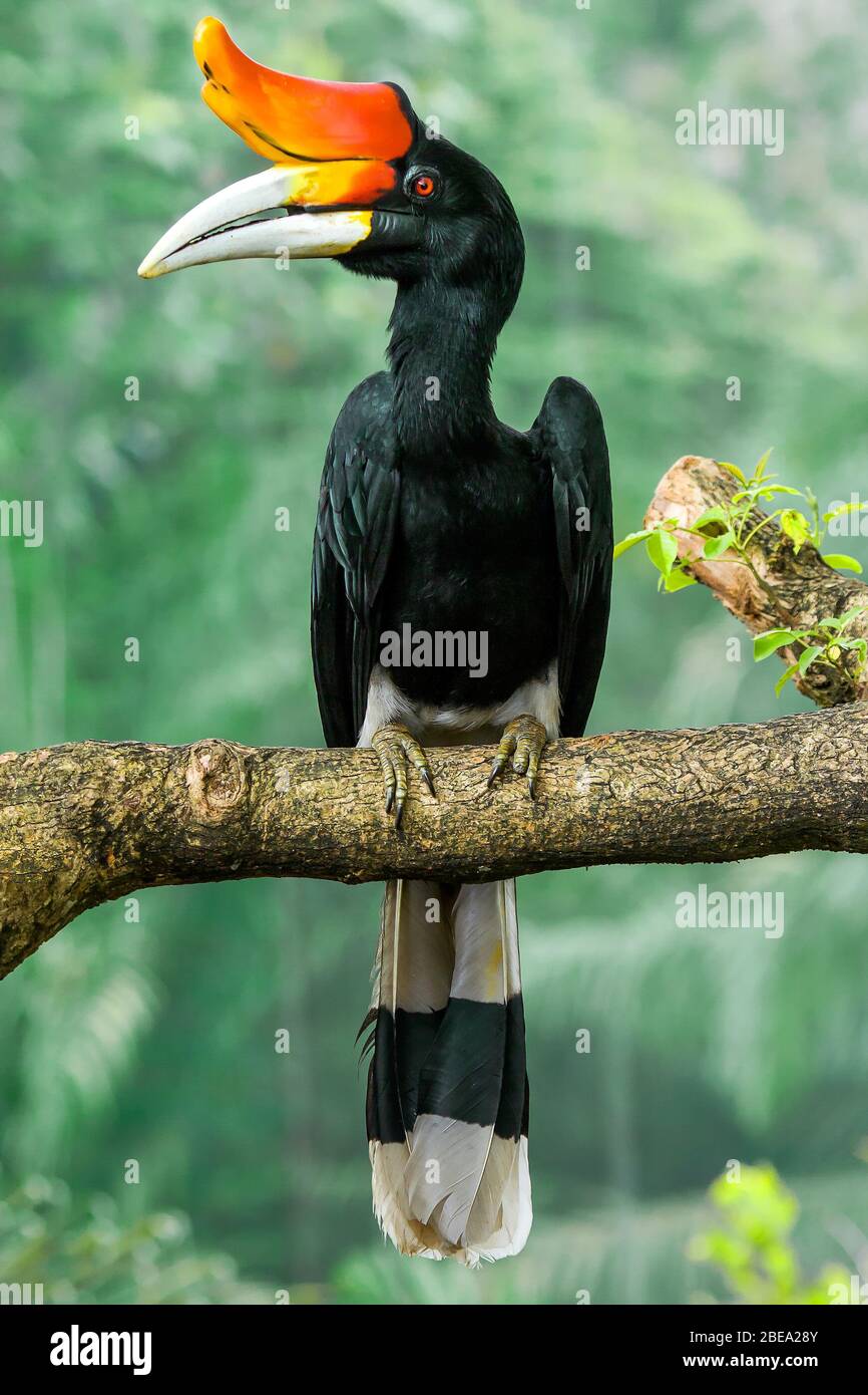 In malay hornbill Sarawak: The