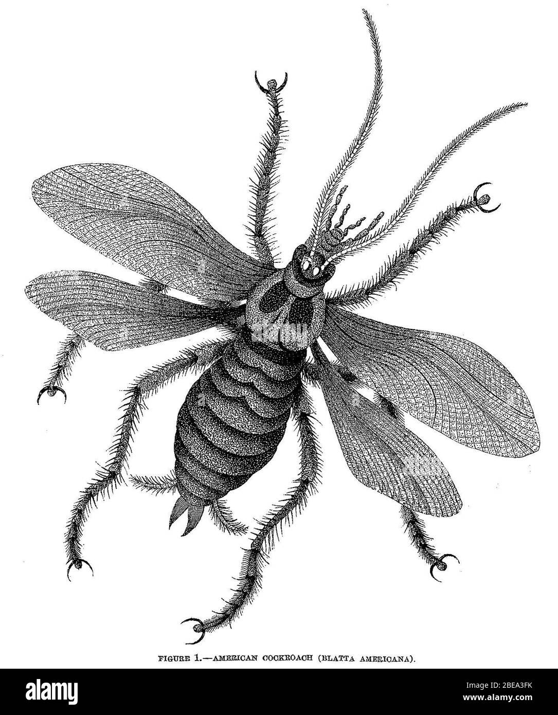 Figure I American Cockroach Blatta Americana December 1860 Uncredited Illustration For Charlotte Taylor Unwelcome Guests Harper S Magazine No Cxxvii December 1860 Vol Xxii P 31 Scanned At 300 Dpi Unidentified Illustrator Stock Photo