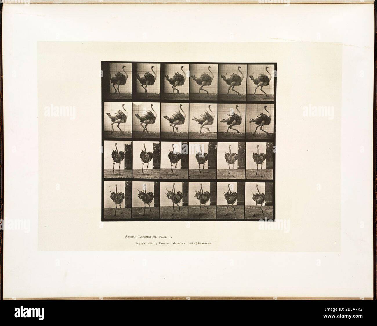 English Bpldc No 08 11 000764 Title Animal Locomotion Plate 773 Volume Vol Xi Wild Animals And Birds Creator Muybridge Eadweard 1830 1904 Copyright Date 1887 Extent 1 Photomechanical Print Collotype