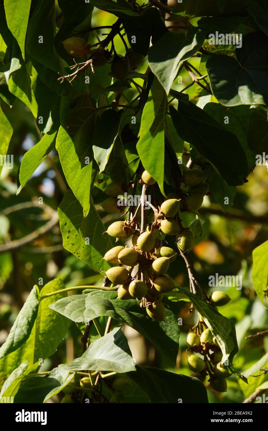 Früchte des Blauglockenbaum (Paulownia tomentosa), Rothenburg ob der