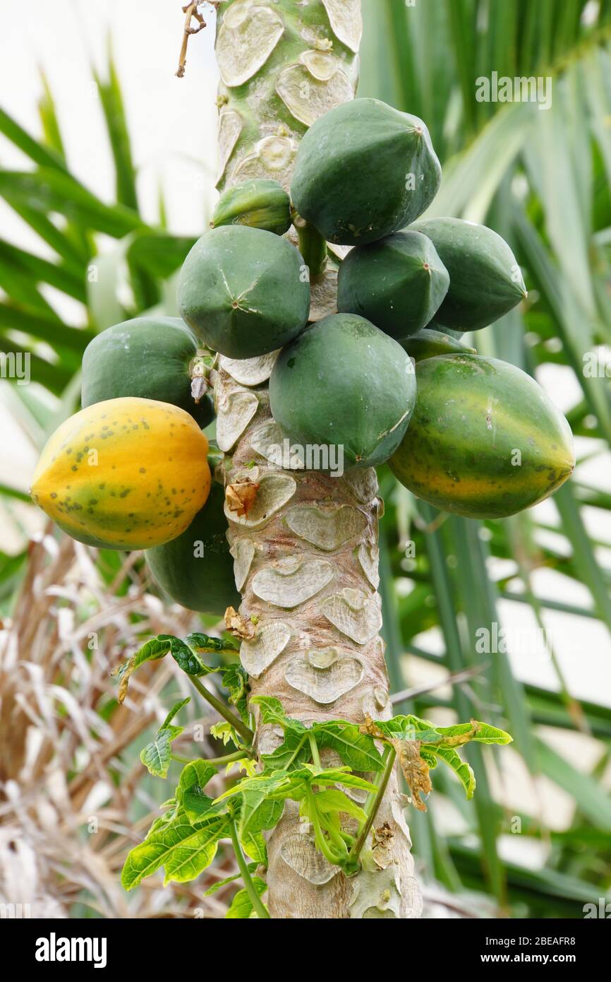 Papayabaum im Garten; Puerto de la Cruz, Teneriffa, Kanaren, Spanien