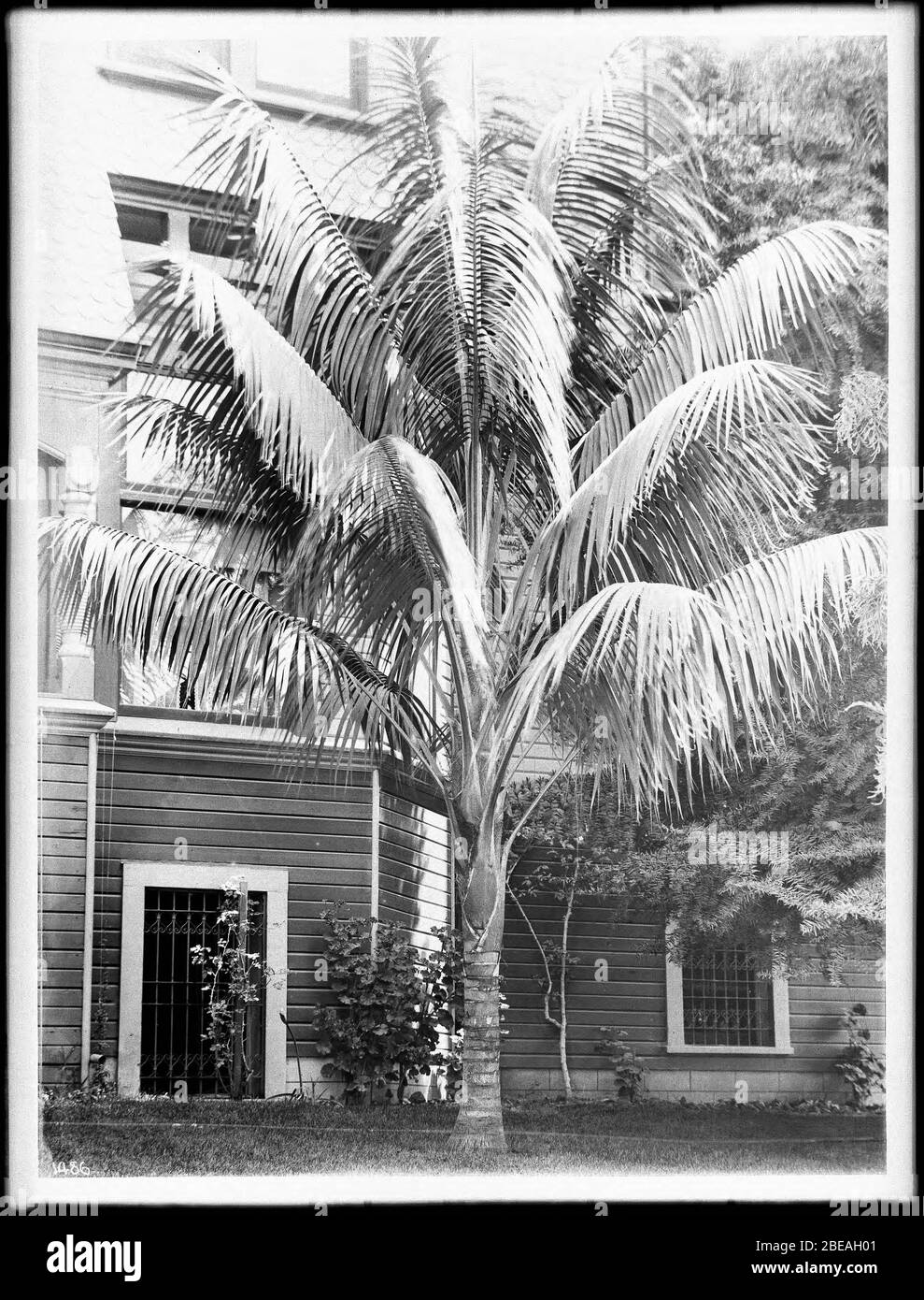 English Arica Boneri Palm Tree Ca 1920 Photograph Of An Arica Boneri Palm Tree In The Grassy Lawn In Front Of A 2 Or 3 Story Building Ca 1920 There Are Decorative Wrought Iron Bars
