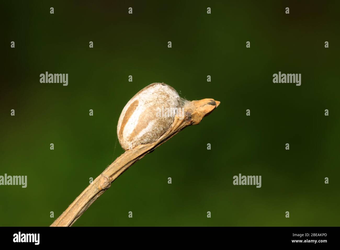 insect eggs on a tree branches, taken photos in the natural state ...