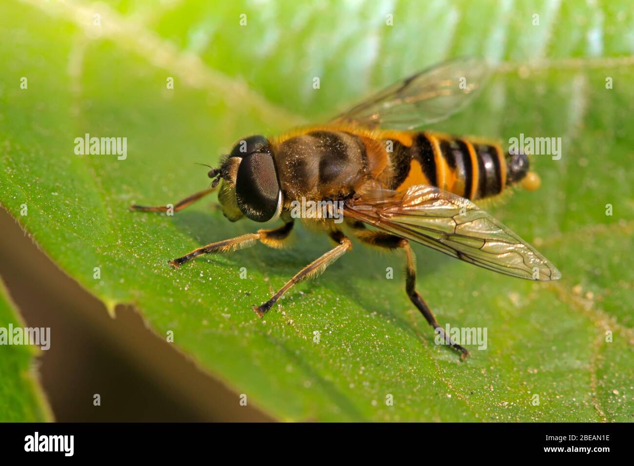 a kind of insects named syrphidae on a green leaf, in the natural wild ...