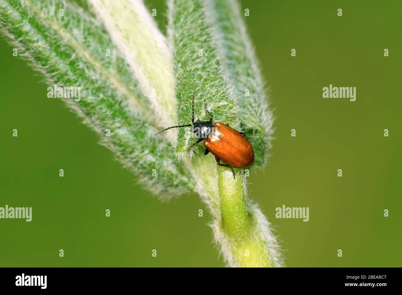 Map of beetles hi-res stock photography and images - Alamy
