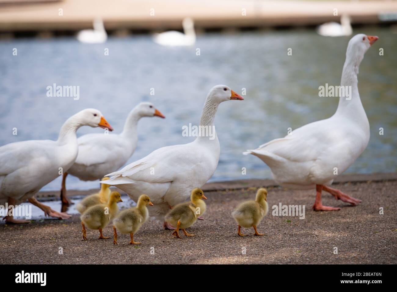 Geese look for food in a quiet Stratford-upon-Avon in Warwickshire, which is normally packed with thousands of people during Easter Bank Holiday Monday. Stock Photo