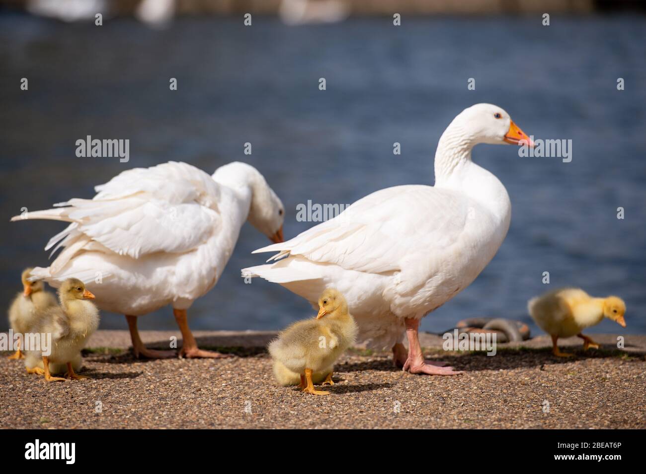 Geese look for food in a quiet Stratford-upon-Avon in Warwickshire, which is normally packed with thousands of people during Easter Bank Holiday Monday. Stock Photo