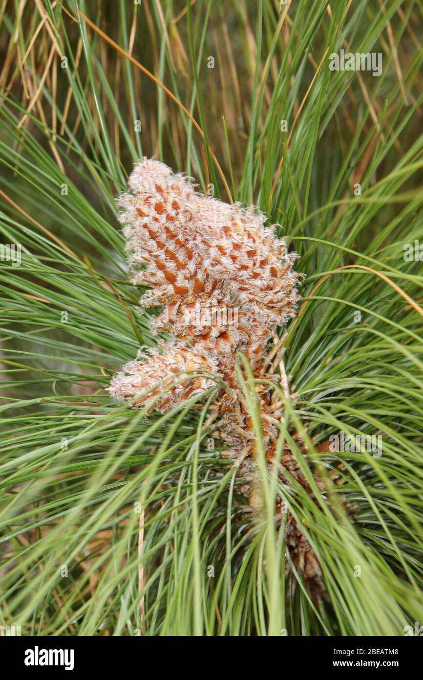 Blütenstand der Kanaren-Kiefer - Pinus canariensis, Güimar, Teneriffa, Kanaren, Spanien Stock Photo