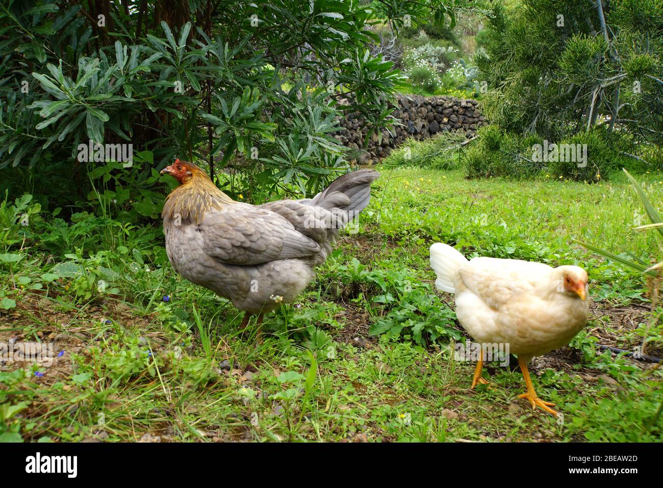 frei laufende Hühner, Güimar, Teneriffa, Kanaren, Spanien Stock Photo