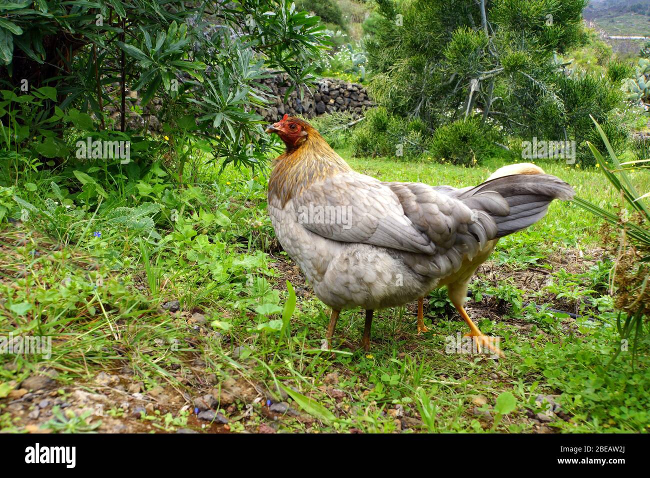 frei laufende Hühner, Güimar, Teneriffa, Kanaren, Spanien Stock Photo