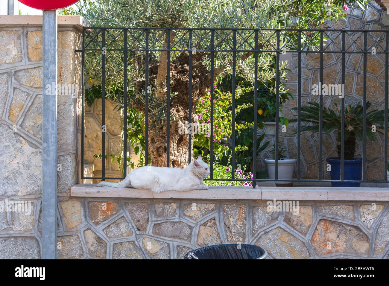 White cat lying on a wall in the town of Sant Elm, Mallorca Spain. Stock Photo