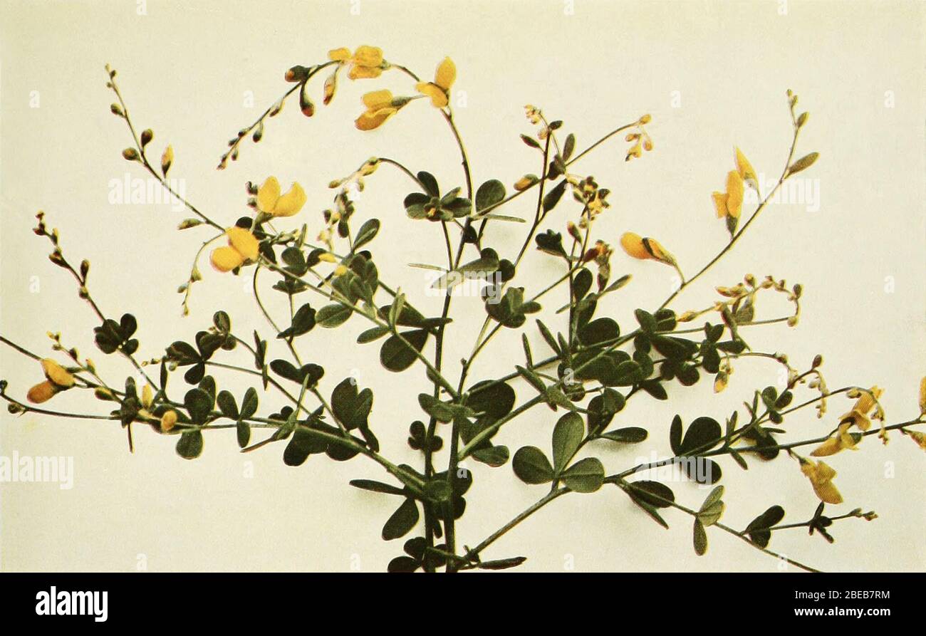 'English: Baptisia tinctoria (L.) R.Br. - Yellow wild indigo, Yellow false indigo, Horsefly weed, Yellow broom, Rattleweed; 1918; Wild Flowers of New York Part 1, University of the State of New York, State Museum, Albany.; Homer D. House, New York State Botanist.  Walter B. Starr of the Matthews-Northrup Company, Buffalo, and Harold H. Snyder of the Zeese-Wilkinson Company, New York, photographers.; ' Stock Photo