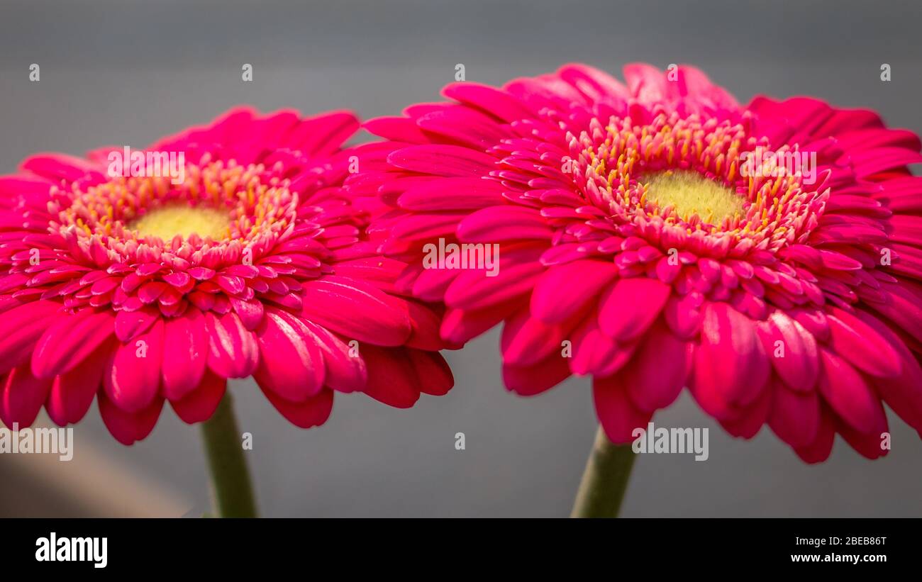 Beautiful close up of the Gerbera, a beautiful flower in purple red color Stock Photo